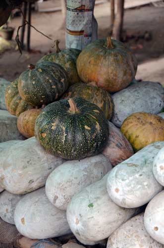 pumpkin-AsiaPhotoStock