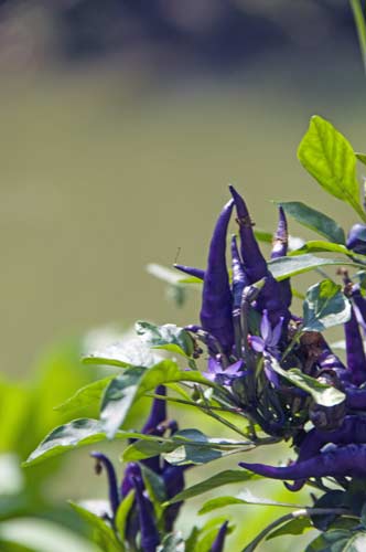 purple chilli-AsiaPhotoStock