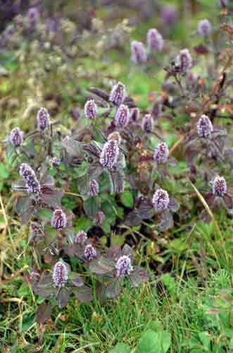 purple flower-AsiaPhotoStock