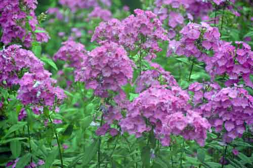 purple flowers-AsiaPhotoStock