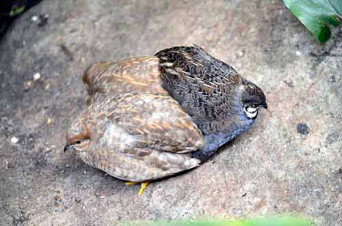 chinese quails-AsiaPhotoStock