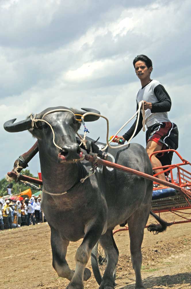 carabao races-AsiaPhotoStock