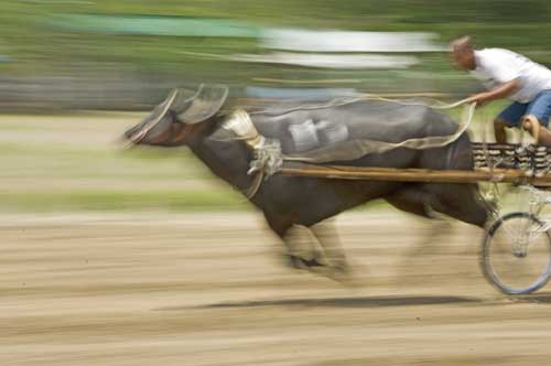 racing carabao-AsiaPhotoStock