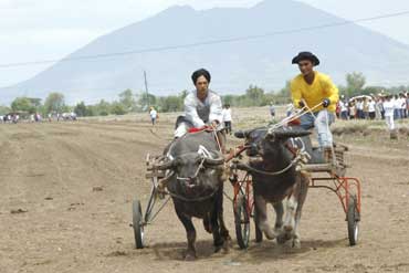 carabao racing pulilan-AsiaPhotoStock