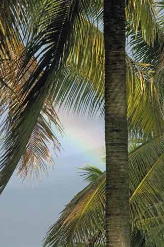 rainbow among trees-AsiaPhotoStock