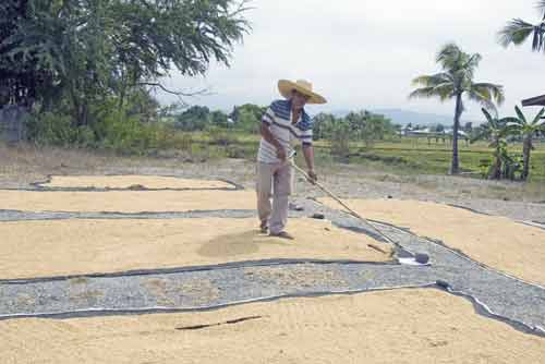 raking corn in street-AsiaPhotoStock