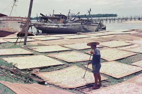 raking fish-AsiaPhotoStock