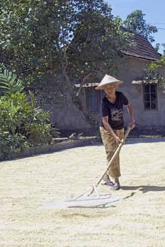 raking corn-AsiaPhotoStock