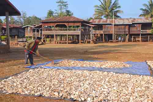 raking cassava-AsiaPhotoStock