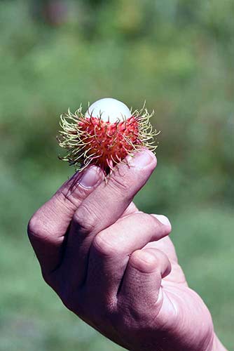 rambutan fruit penang-AsiaPhotoStock