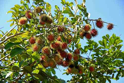 rambutan tree penang-AsiaPhotoStock