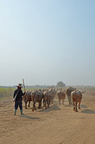 ranch-AsiaPhotoStock