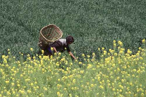 rape fields-AsiaPhotoStock