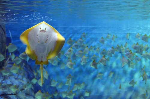 underside of ray-AsiaPhotoStock