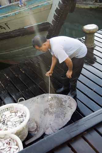 weighing sting ray-AsiaPhotoStock