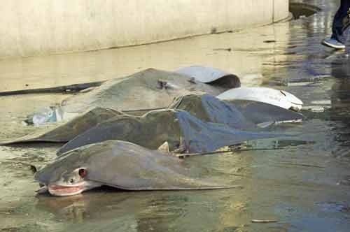 sting rays on floor-AsiaPhotoStock