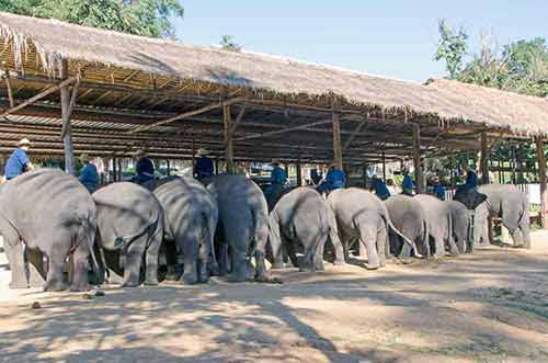 rear of elephants-AsiaPhotoStock