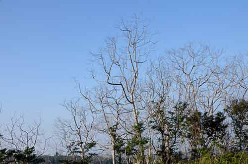 recovering trees-AsiaPhotoStock