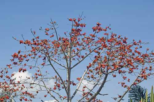 red-AsiaPhotoStock