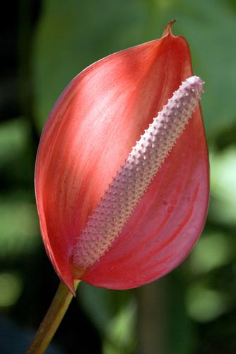 red flower in glory-AsiaPhotoStock