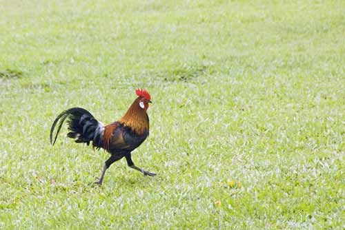 red junglefowl-AsiaPhotoStock