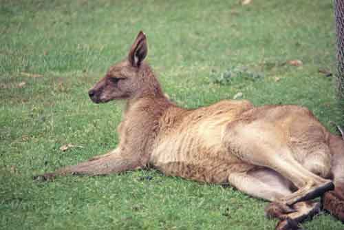 red kangaroo-AsiaPhotoStock