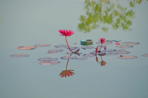 red lily on pond-AsiaPhotoStock
