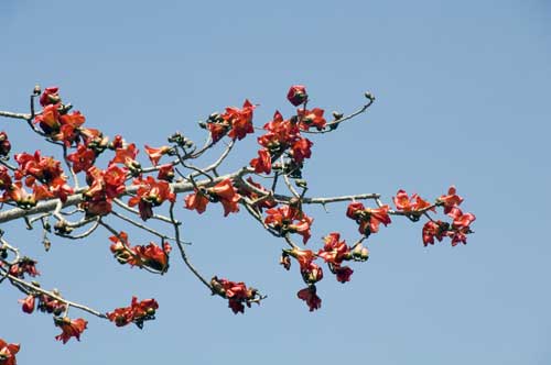 red petals-AsiaPhotoStock