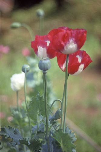 red poppy-AsiaPhotoStock