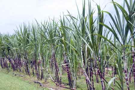 red sugar cane-AsiaPhotoStock