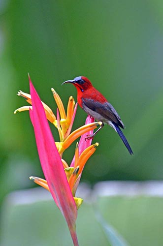 red sunbird-AsiaPhotoStock