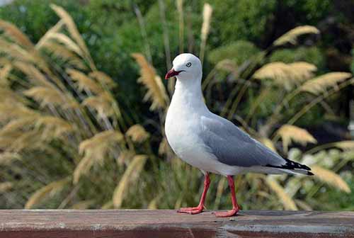 red bill gull-AsiaPhotoStock