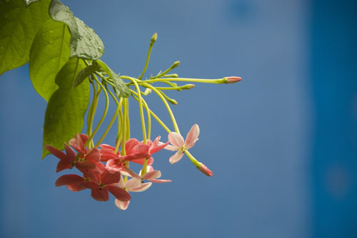 red with blue-AsiaPhotoStock