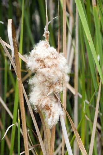 reeds-AsiaPhotoStock