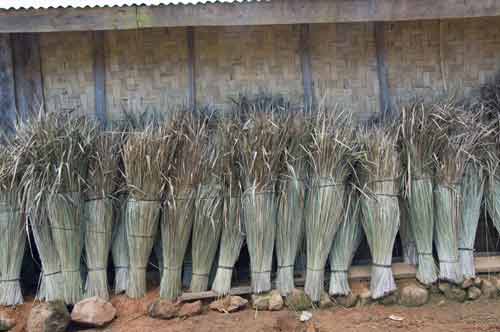 reeds-AsiaPhotoStock