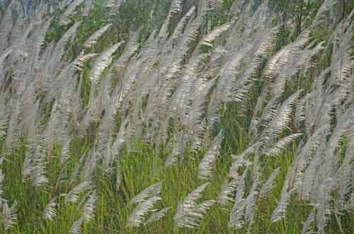 reeds in thailand-AsiaPhotoStock