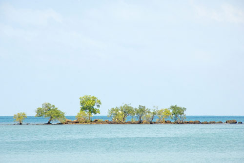 reef with trees-AsiaPhotoStock