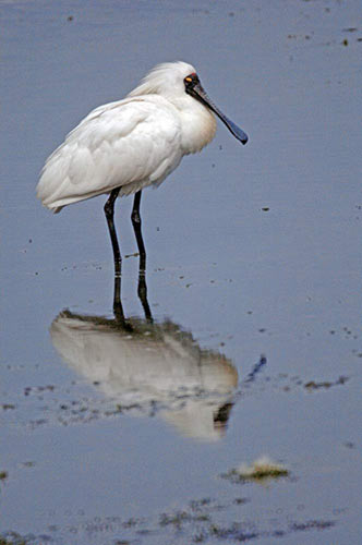 reflected spoonbill-AsiaPhotoStock