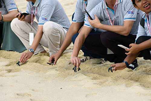 turtle release penang-AsiaPhotoStock