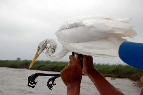 freeing egret-AsiaPhotoStock