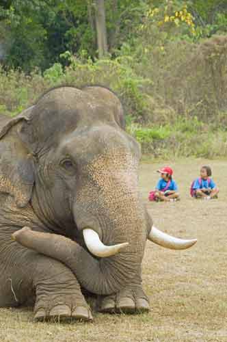 resting elephant-AsiaPhotoStock