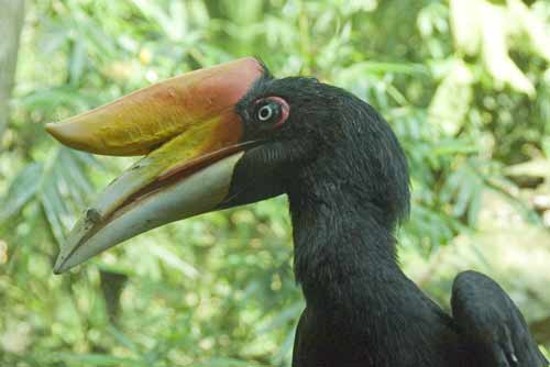 rhinoceros hornbill-AsiaPhotoStock