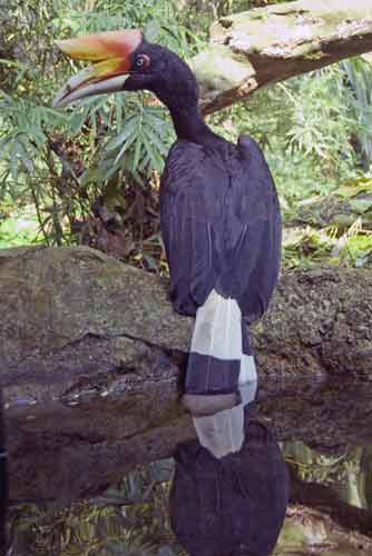 rhinoceros hornbills-AsiaPhotoStock