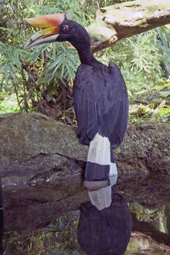 rhinoceros hornbills-AsiaPhotoStock