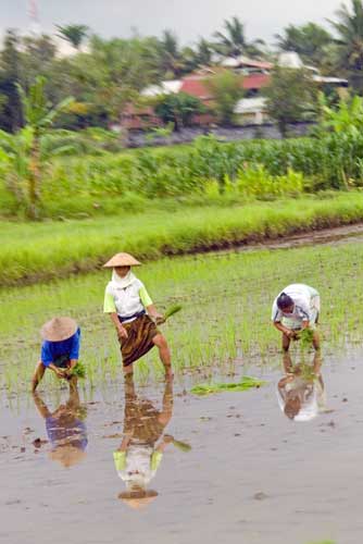 rice fiields-AsiaPhotoStock