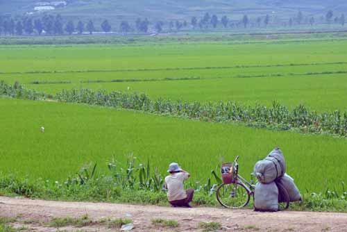 rice-AsiaPhotoStock