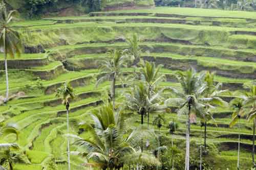 rice terraces-AsiaPhotoStock