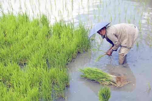 planting rice shoots-AsiaPhotoStock