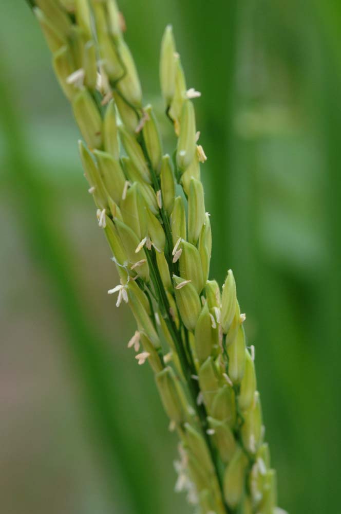 rice-AsiaPhotoStock