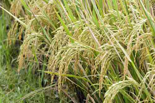 rice crop-AsiaPhotoStock